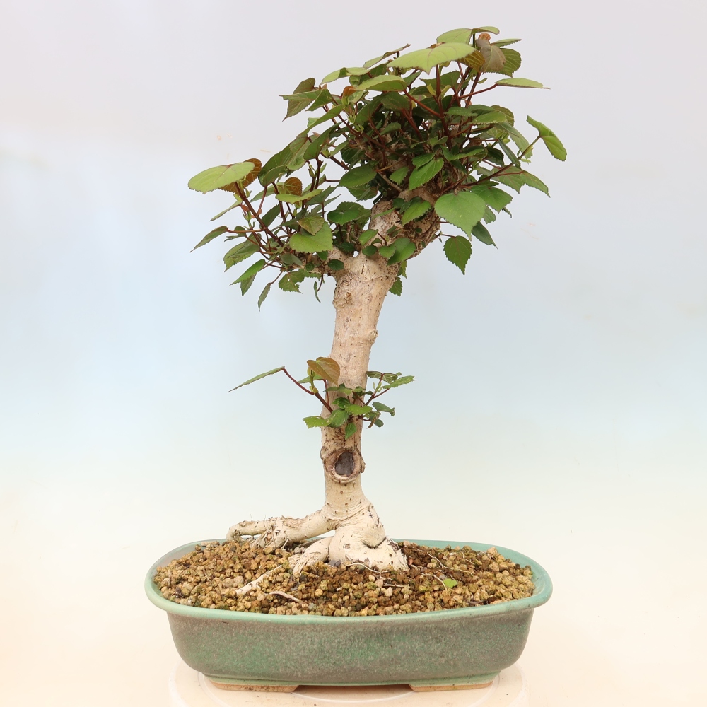 Indoor bonsai - Hibiscus tiliaceus - Sea Hibiscus