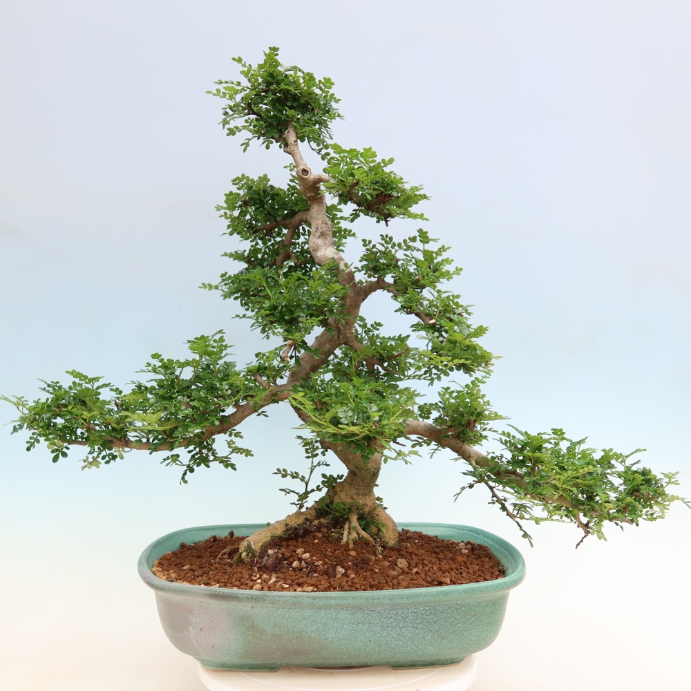 Room bonsai - Zantoxylum piperitum - pepper tree