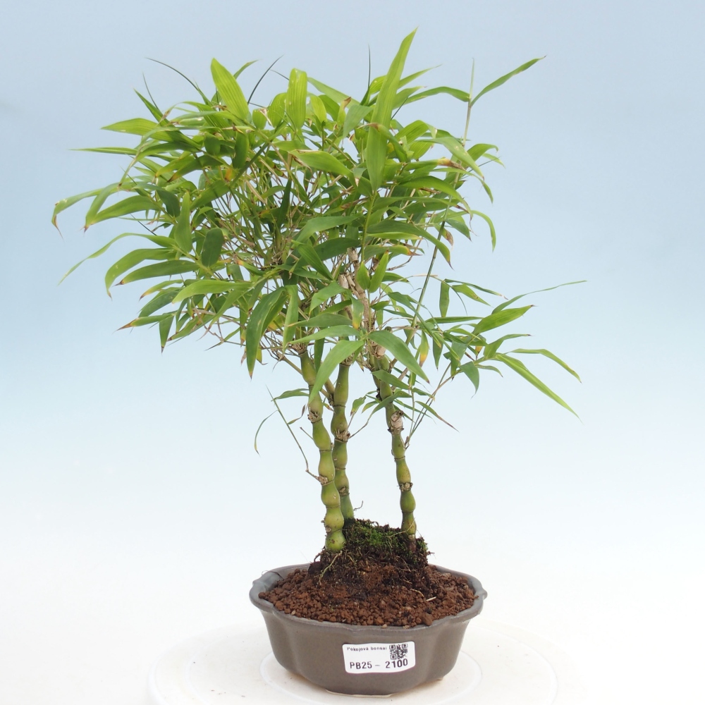 Indoor bonsai - Bamboo Buddha-Bamboo Buddha's belly