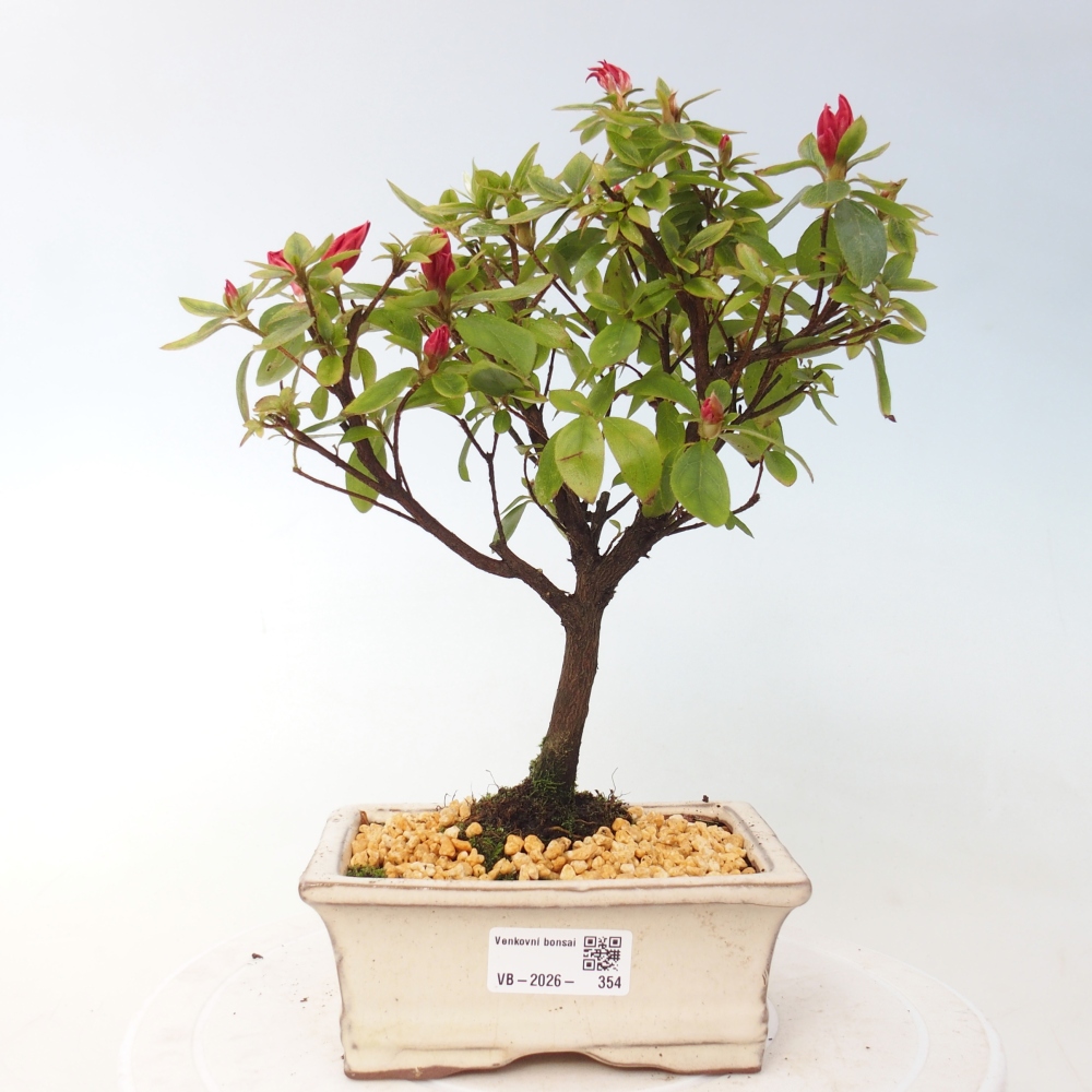 Outdoor bonsai - Japanese azalea - Azalea sp.