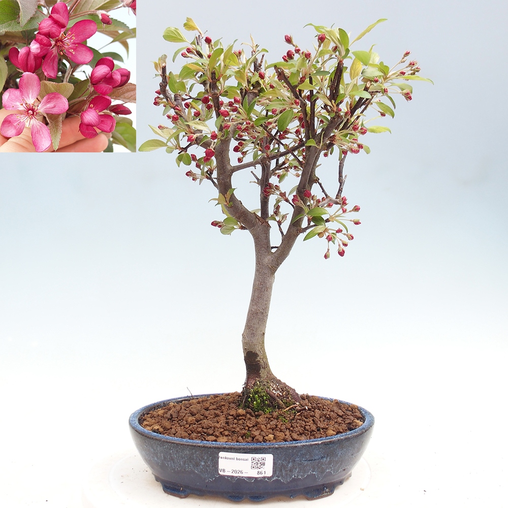 Outdoor bonsai -Malus domestica - Small-fruited red-leaved apple tree