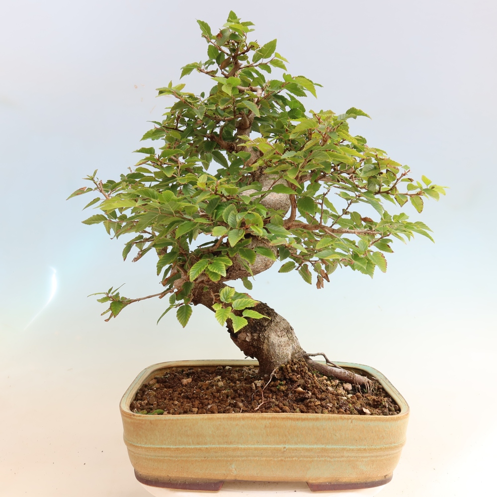 Outdoor bonsai -Carpinus CARPINOIDES - Korean Hornbeam