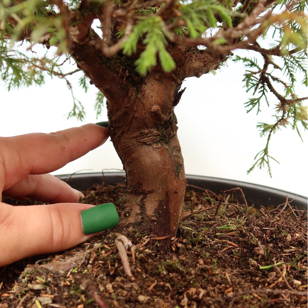 Outdoor Bonsai - Juniperus chinensis Itoigawa - Chinese Juniper