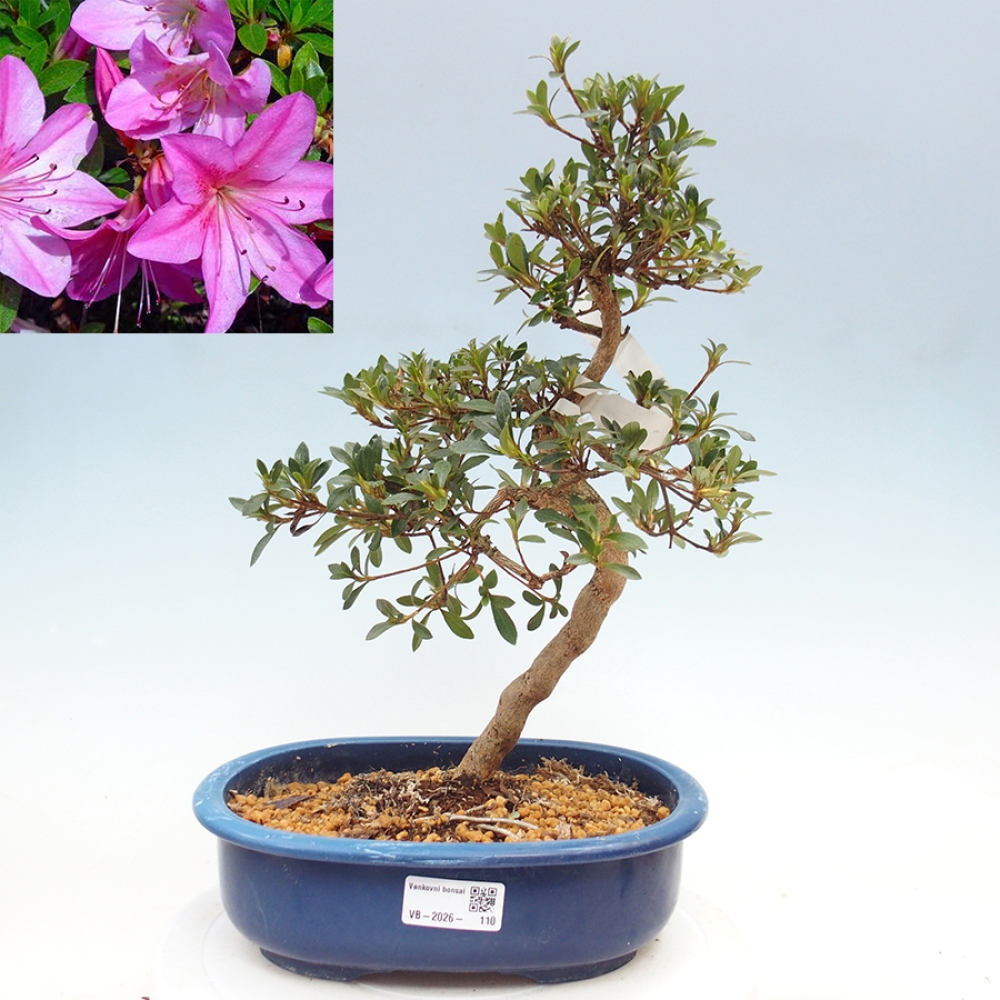 Outdoor bonsai - Japanese Azalea - Azalea Nasuno