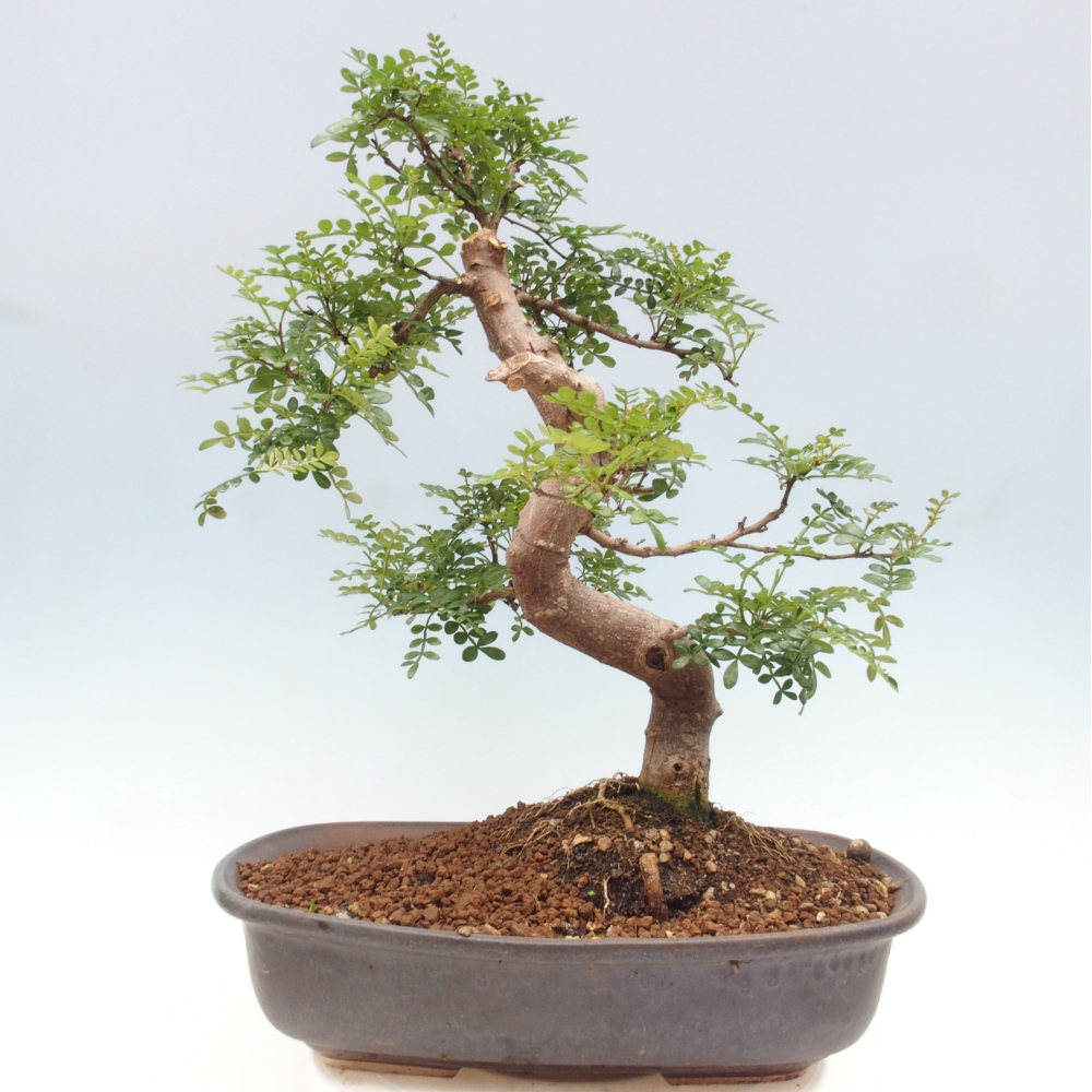 Indoor bonsai - Zantoxylum piperitum - Peppermint