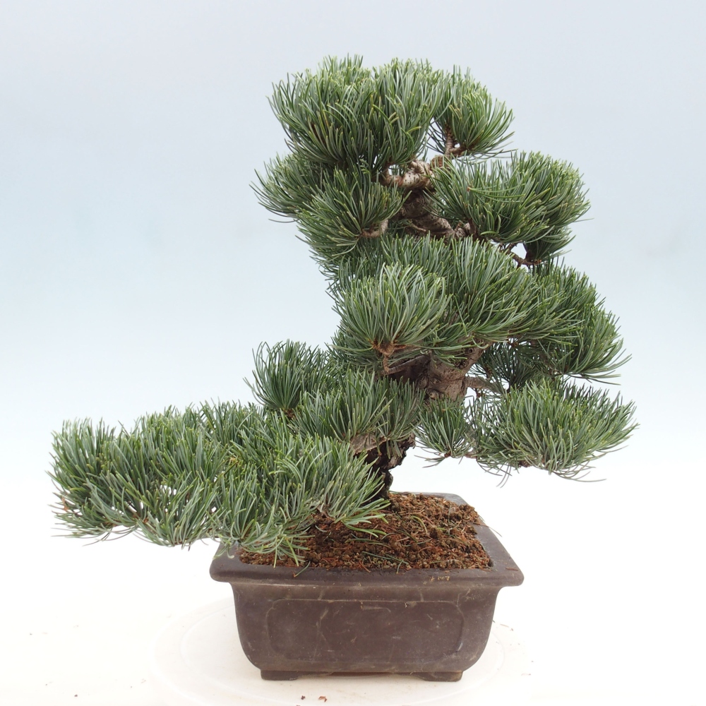 Outdoor bonsai - Pinus parviflora - Small pine tree