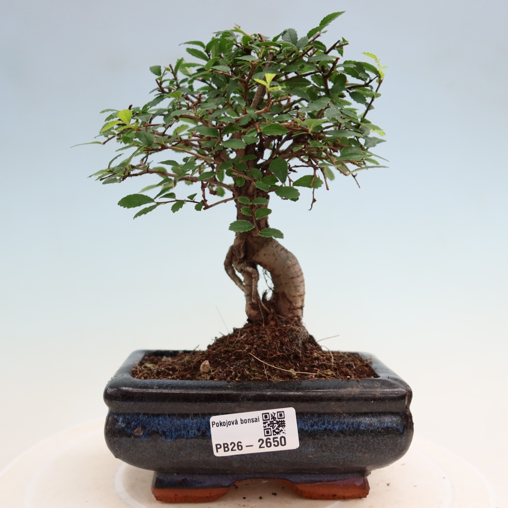 Room bonsai - Ulmus parvifolia - Small-leaved elm