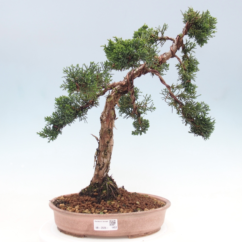 Outdoor bonsai - Juniperus chinensis Kishu - Chinese juniper