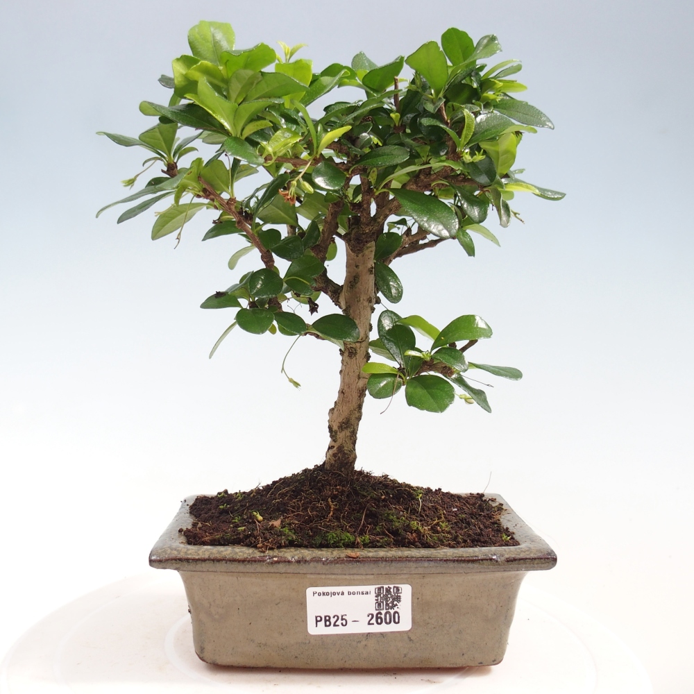 Indoor bonsai - Carmona macrophylla - Fuki tea