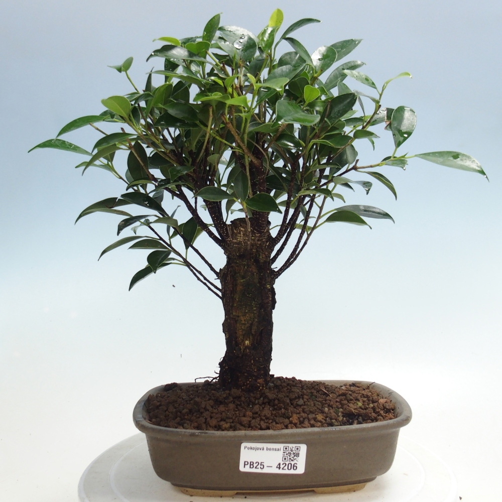 Room bonsai - Ficus retusa - small-leaved ficus