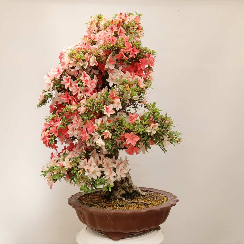 Outdoor bonsai - Japanese azalea - Azalea Kinu-no-Hikari