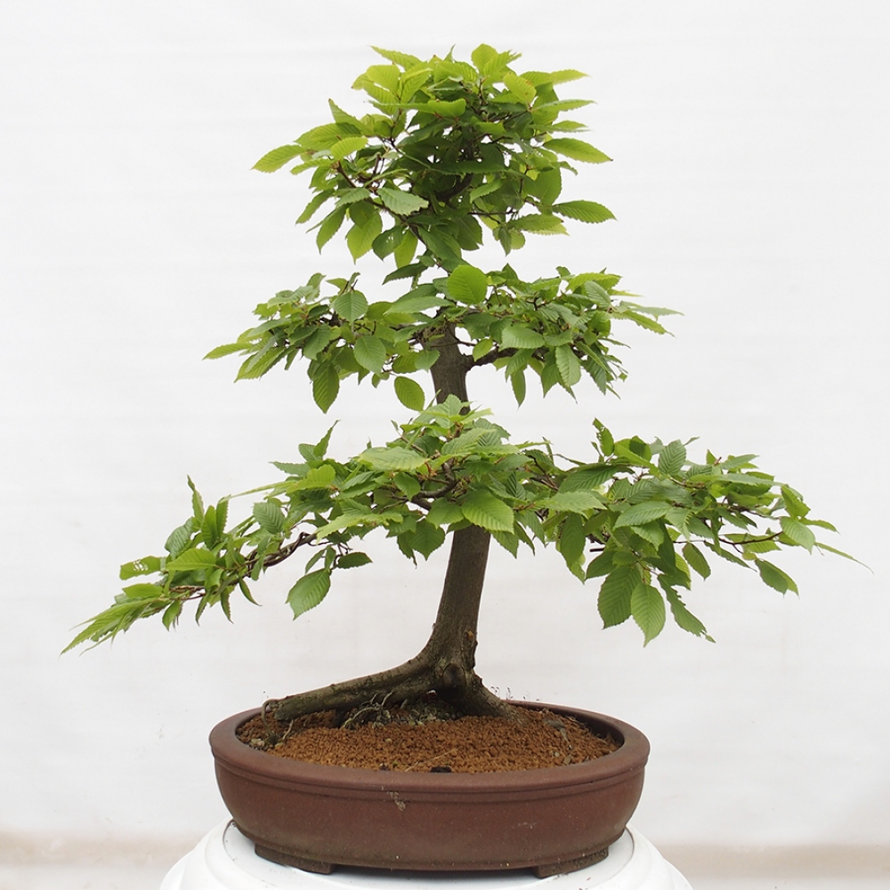 Outdoor bonsai - Hornbeam - Carpinus betulus