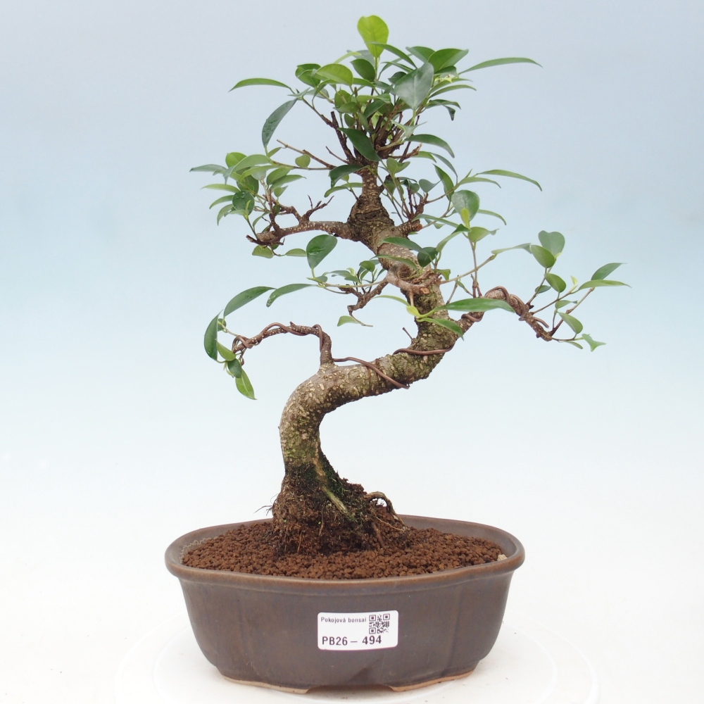 Room bonsai - Ficus retusa - small-leaved ficus