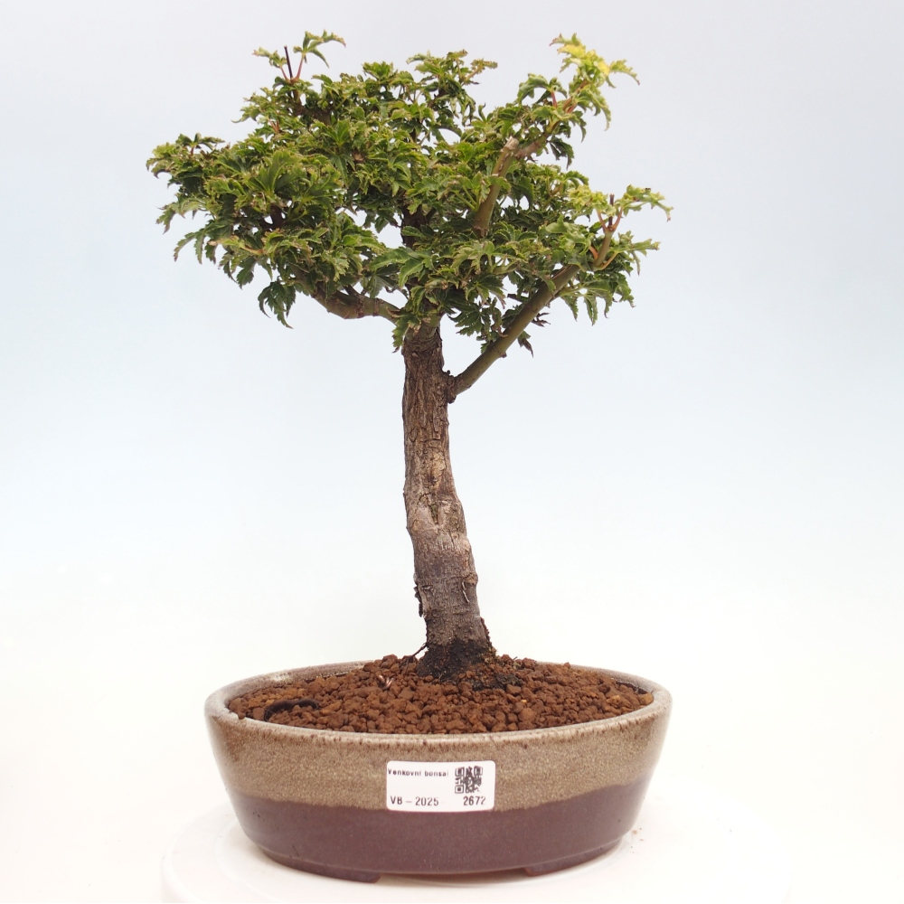 Outdoor bonsai - Acer palmatum Shishigashira maple