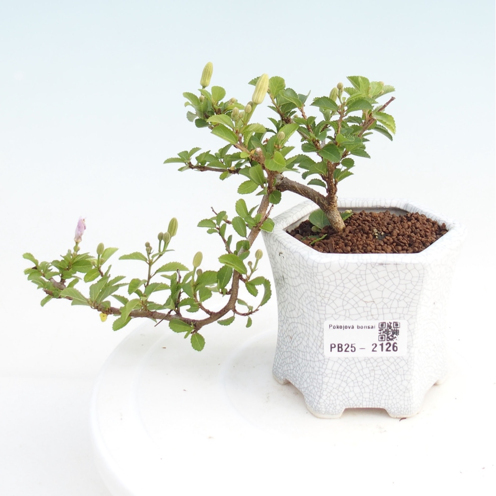Indoor bonsai - Grewia occidentalis - Lavender star