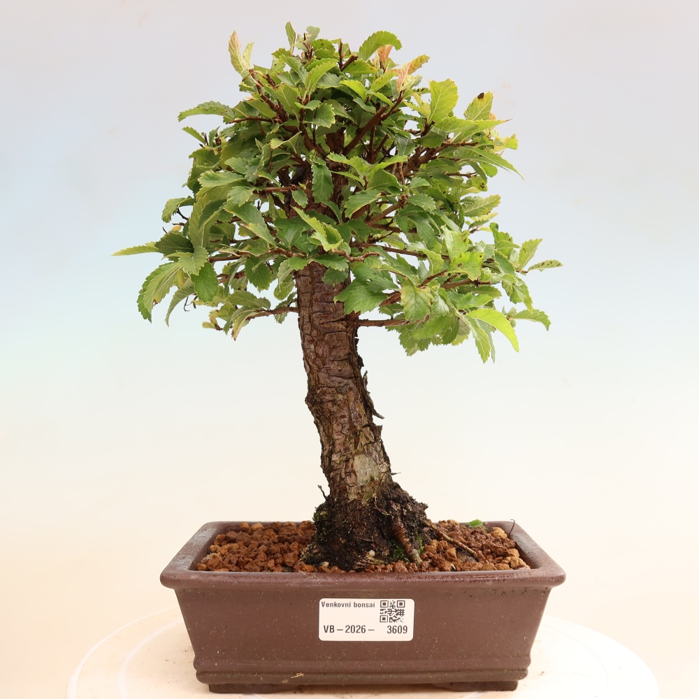 Outdoor bonsai - Zelkova - Zelkova NIRE