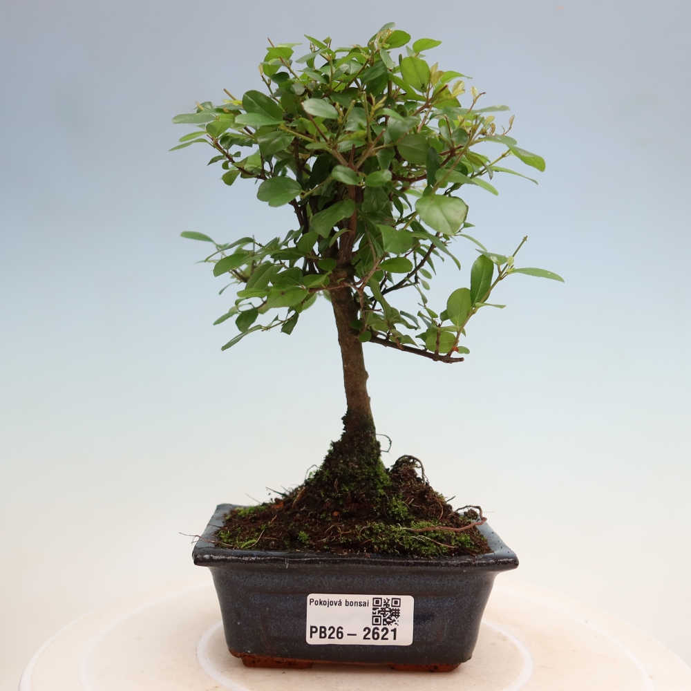 Room bonsai - Sageretia thea - Sageretia thea