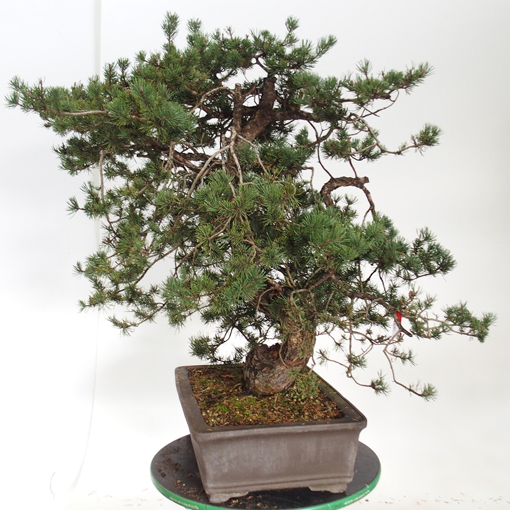 Yamadori - Pinus sylvestris Spain