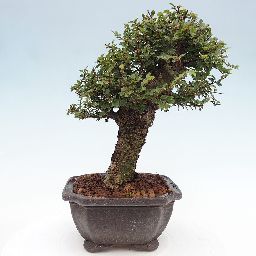 Outdoor bonsai - Ulmus parvifolia Hokkaido - Chinese elm