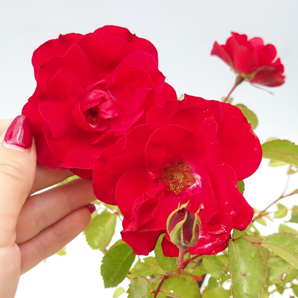Outdoor bonsai - Rosa Kordes -  rose