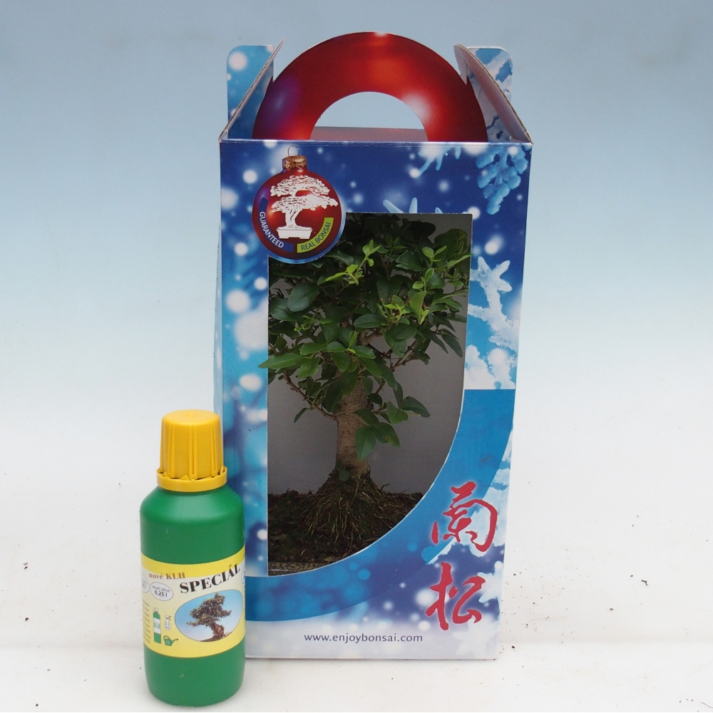 Room bonsai in gift box Ligustrum chinensis - Birds Beak