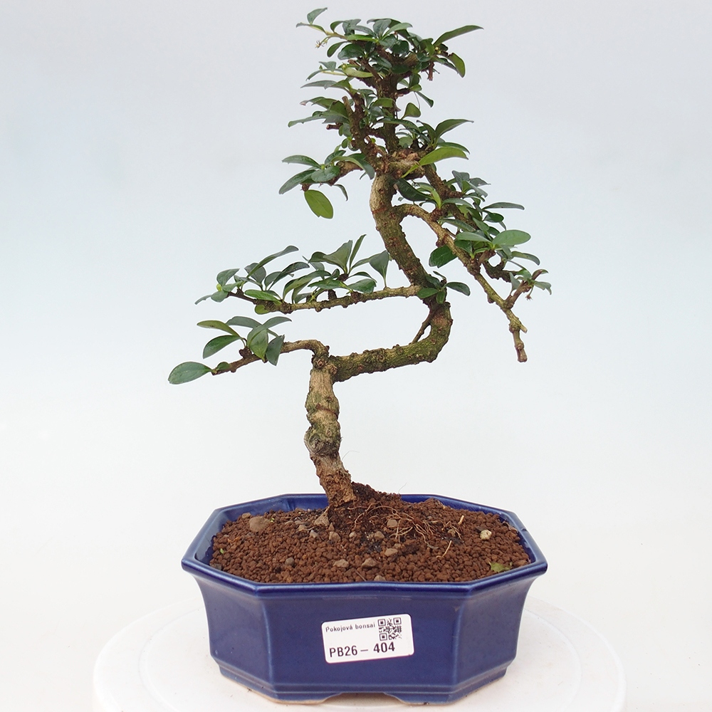 Room bonsai - Carmona macrophylla - Tea fuki