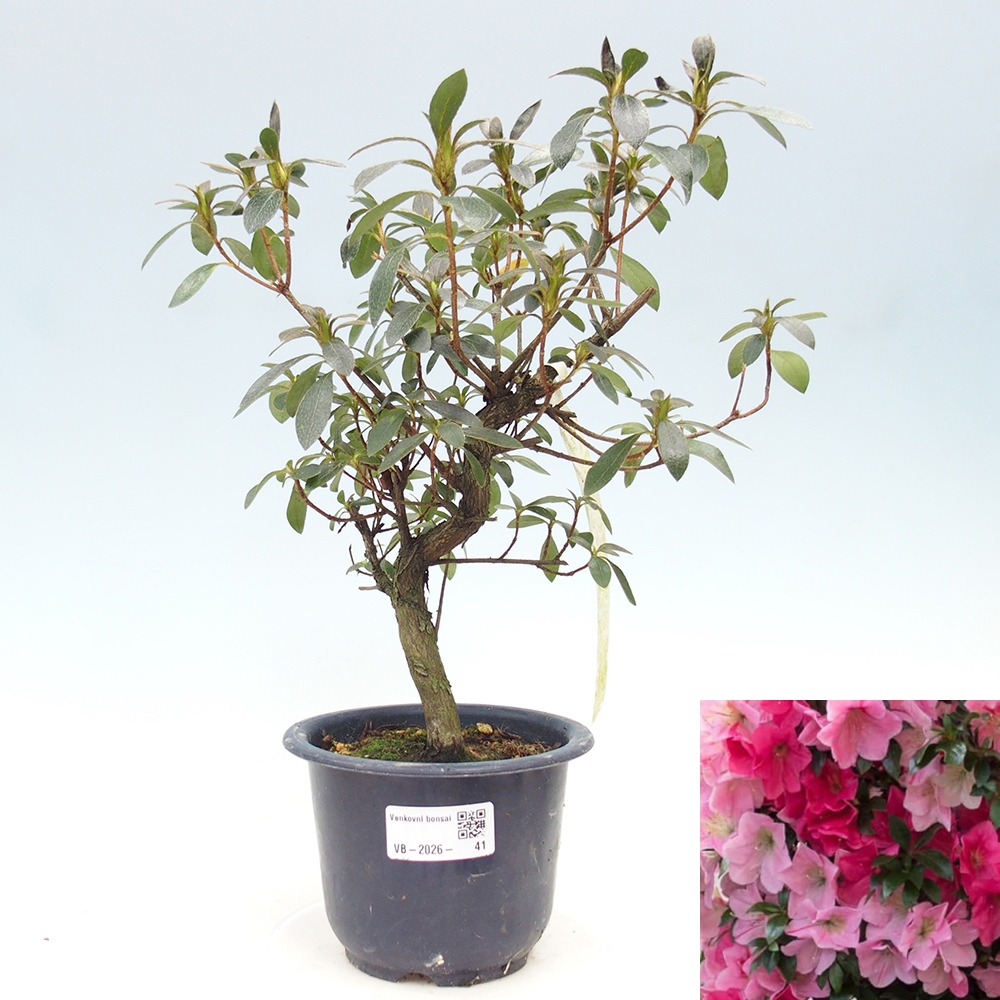 Outdoor bonsai - Japanese Azalea - Azalea Saien