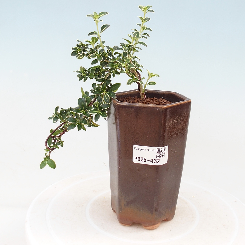 Indoor bonsai - Serissa foetida Variegata - Tree of a thousand stars