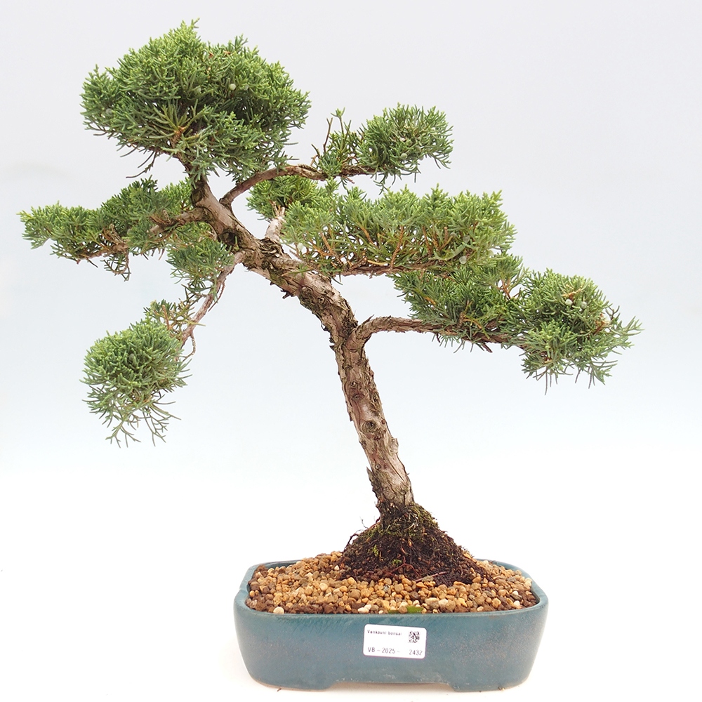 Outdoor bonsai - Juniperus chinensis  - Chinese  juniper
