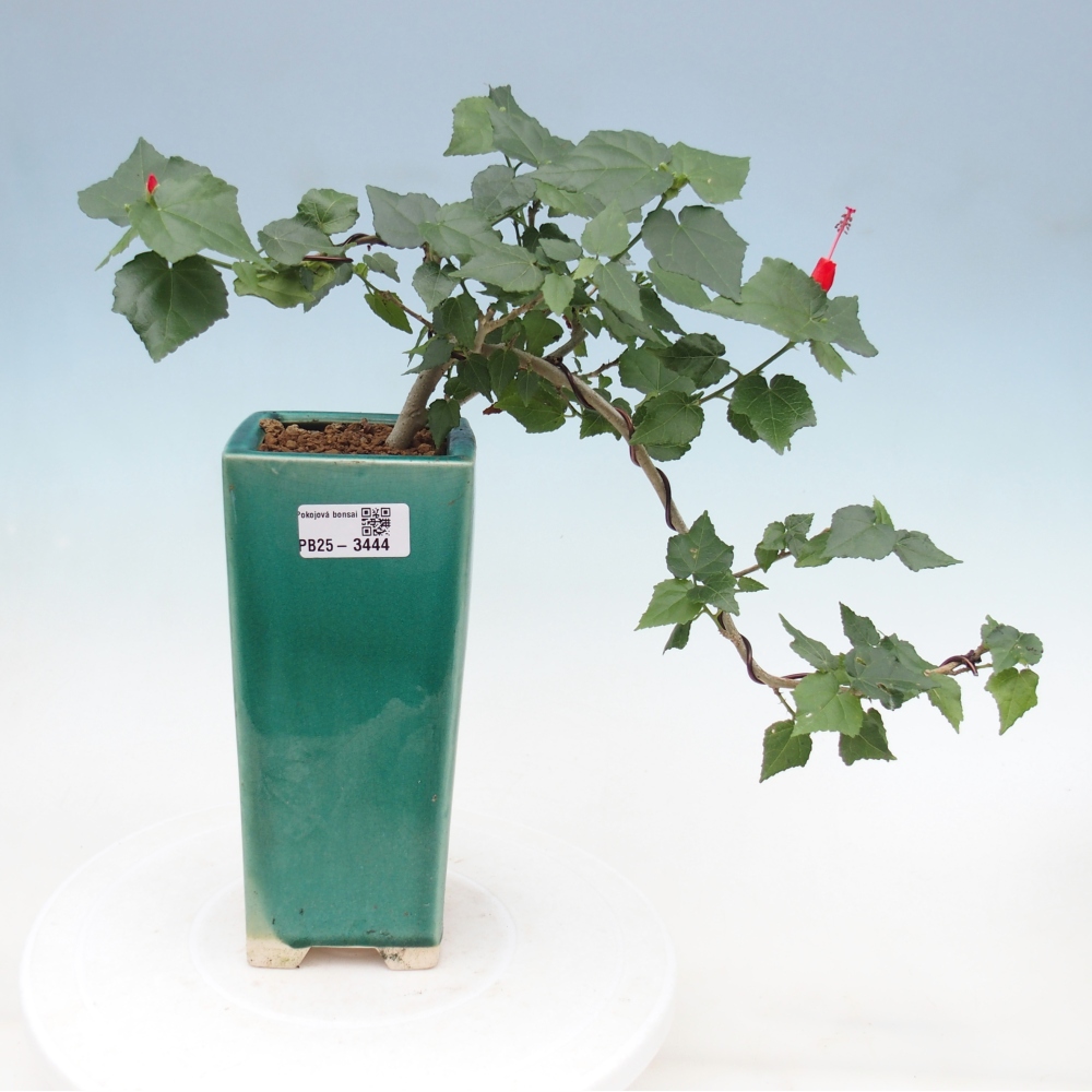 Indoor bonsai - Malvaviscus arboreus