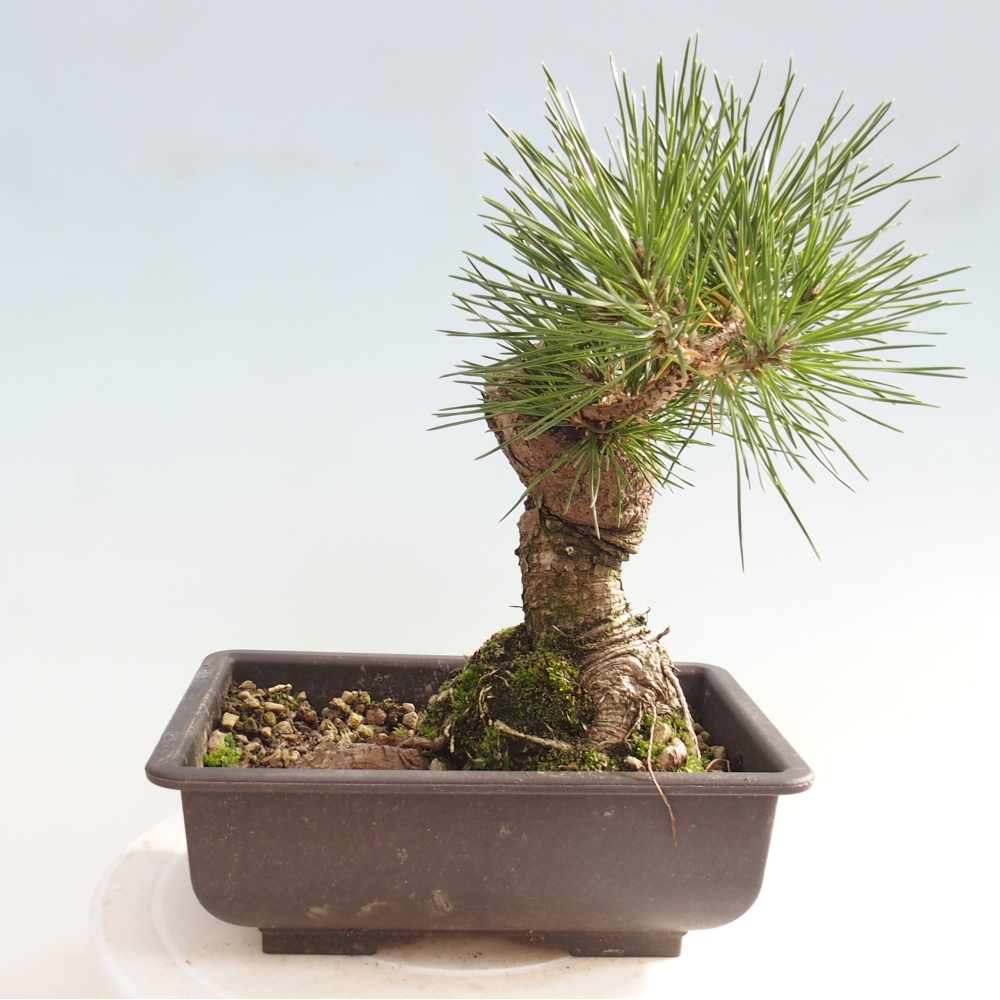 Outdoor bonsai - Pinus thunbergii - Thunberg pine