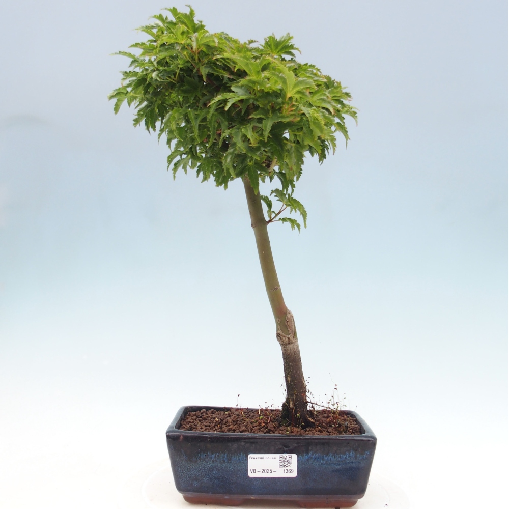 Outdoor bonsai - Acer palmatum Shishigashira maple
