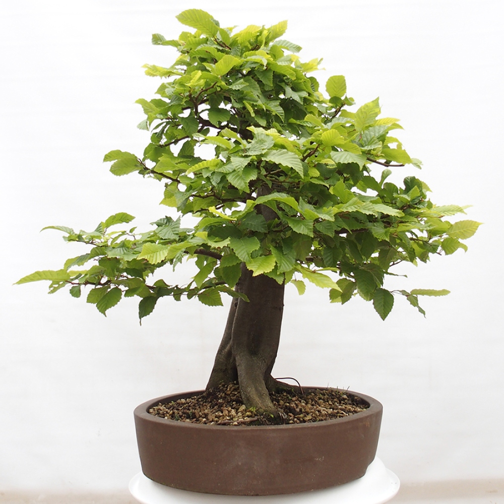 Outdoor bonsai - Hornbeam - Carpinus betulus
