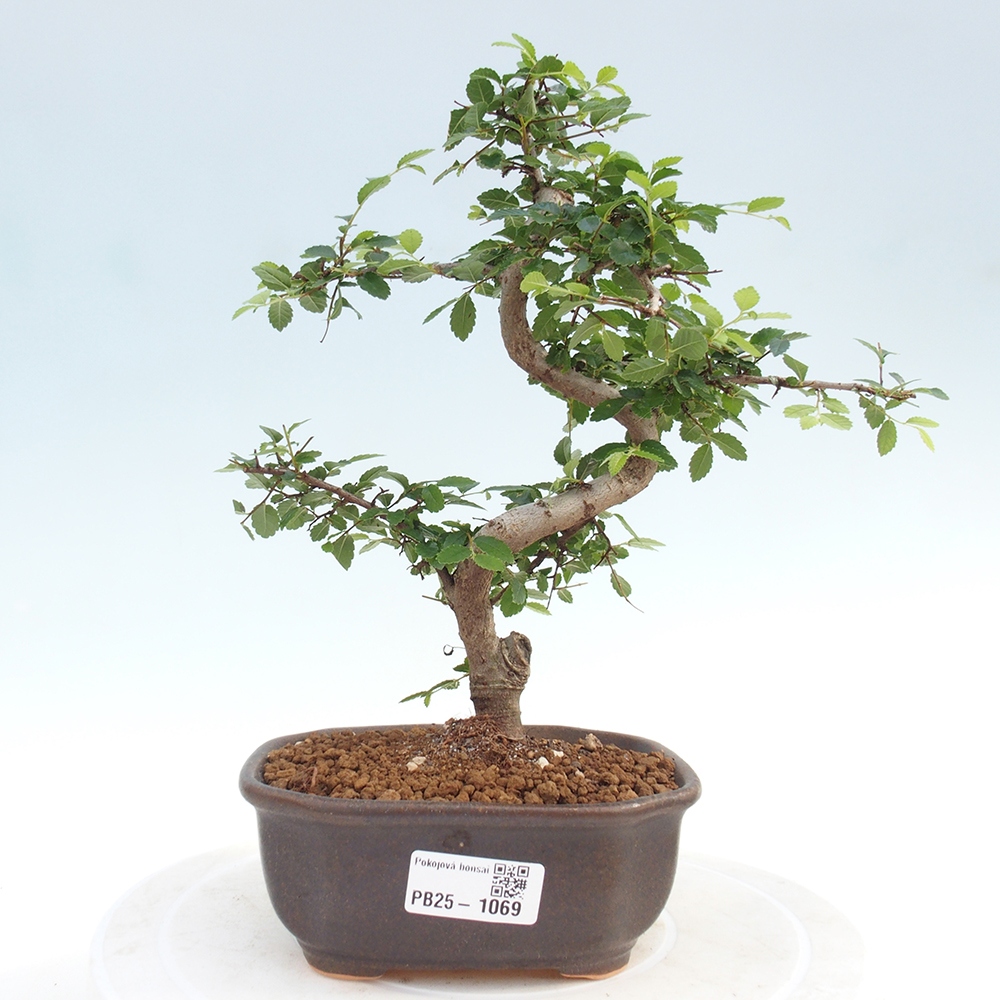 Room Malolistý elm bonsai