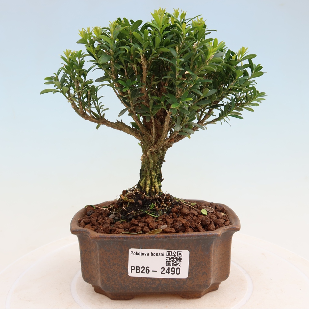 Room bonsai - Buxus harlandii - cork buxus