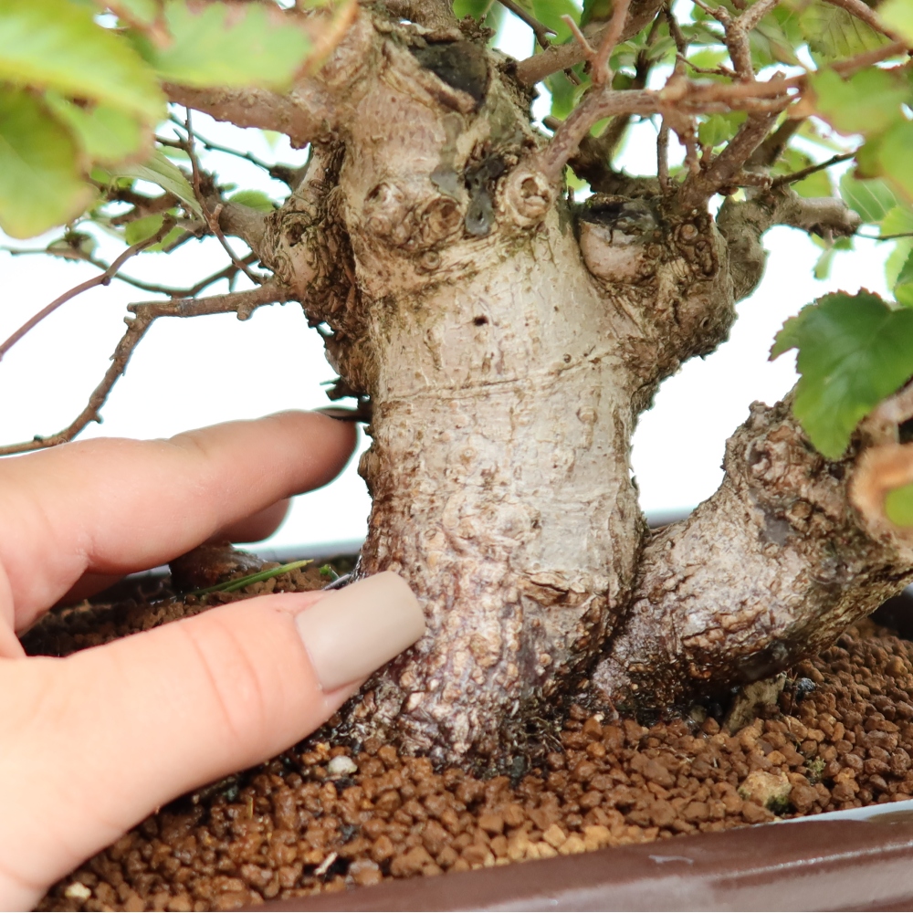 Outdoor bonsai -Carpinus CARPINOIDES - Korean Hornbeam
