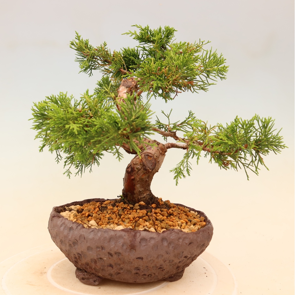 Outdoor bonsai - Juniperus chinensis Itoigawa