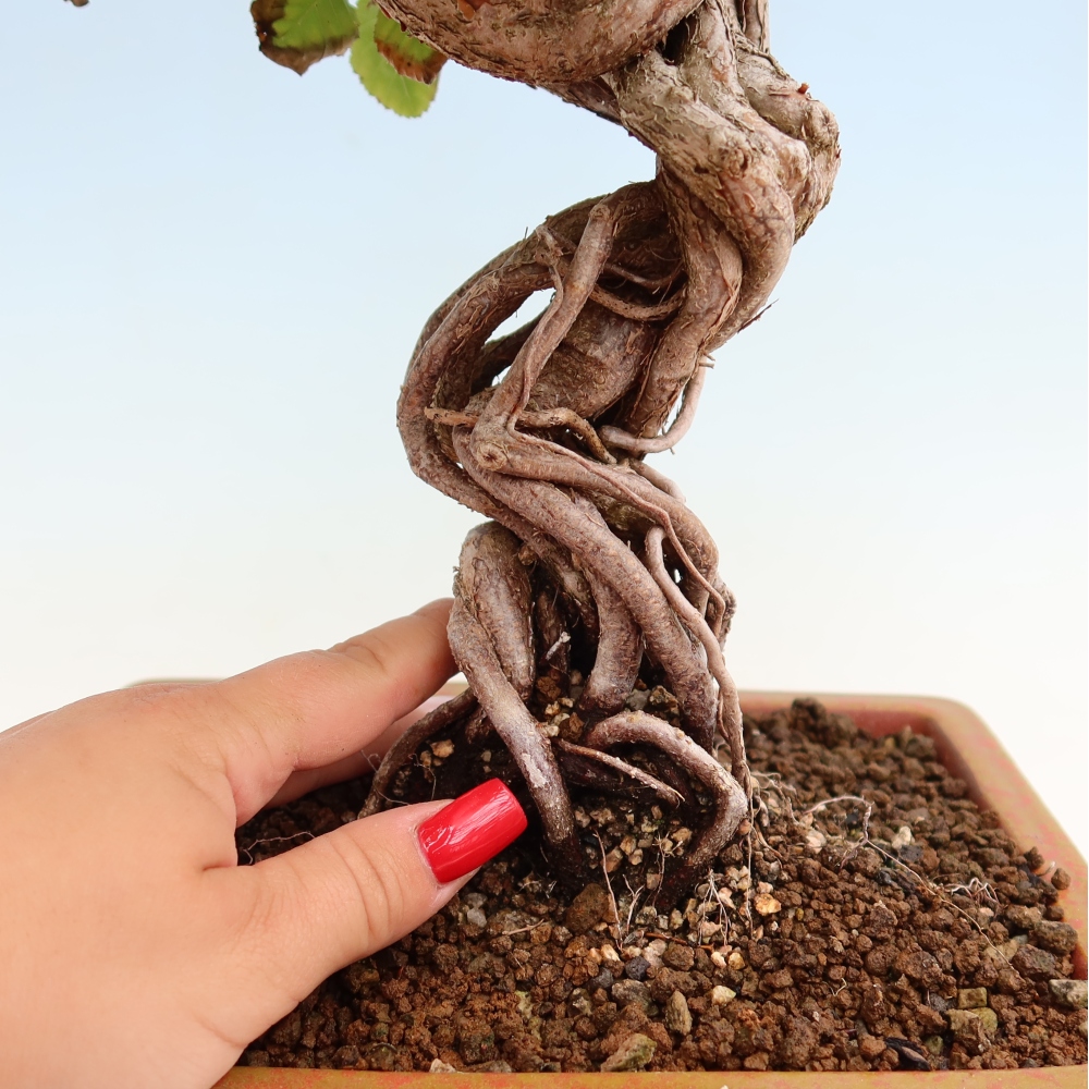 Outdoor bonsai -Carpinus coreana - Korean Hornbeam
