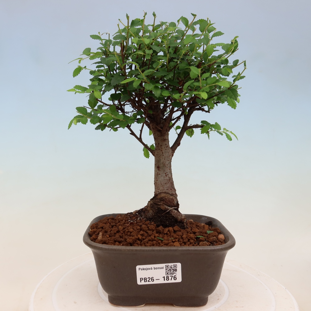 Room bonsai - Ulmus parvifolia - Small-leaved elm