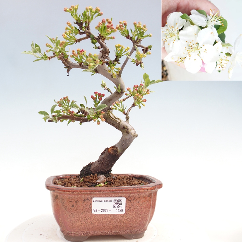 Outdoor bonsai - Malus sargentii - Small-fruited apple tree