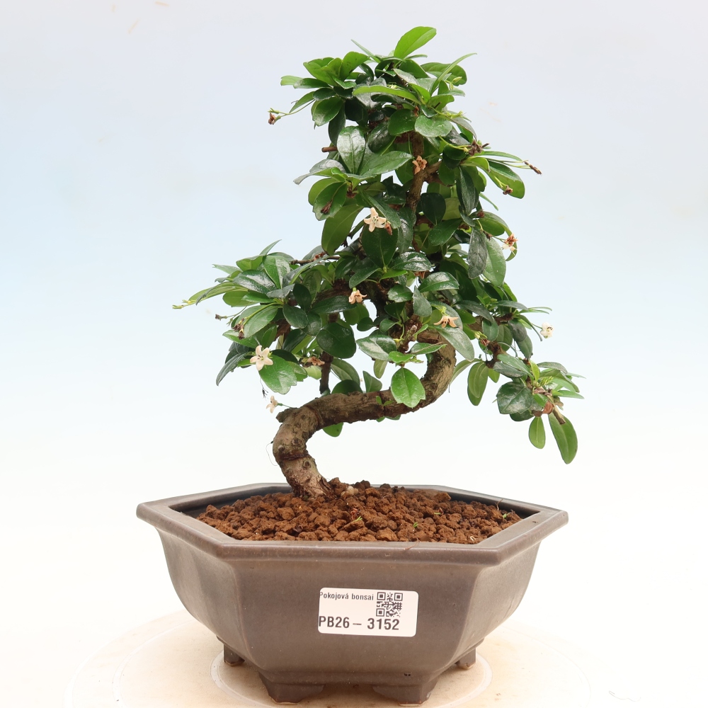 Room bonsai - Carmona macrophylla - Tea fuki