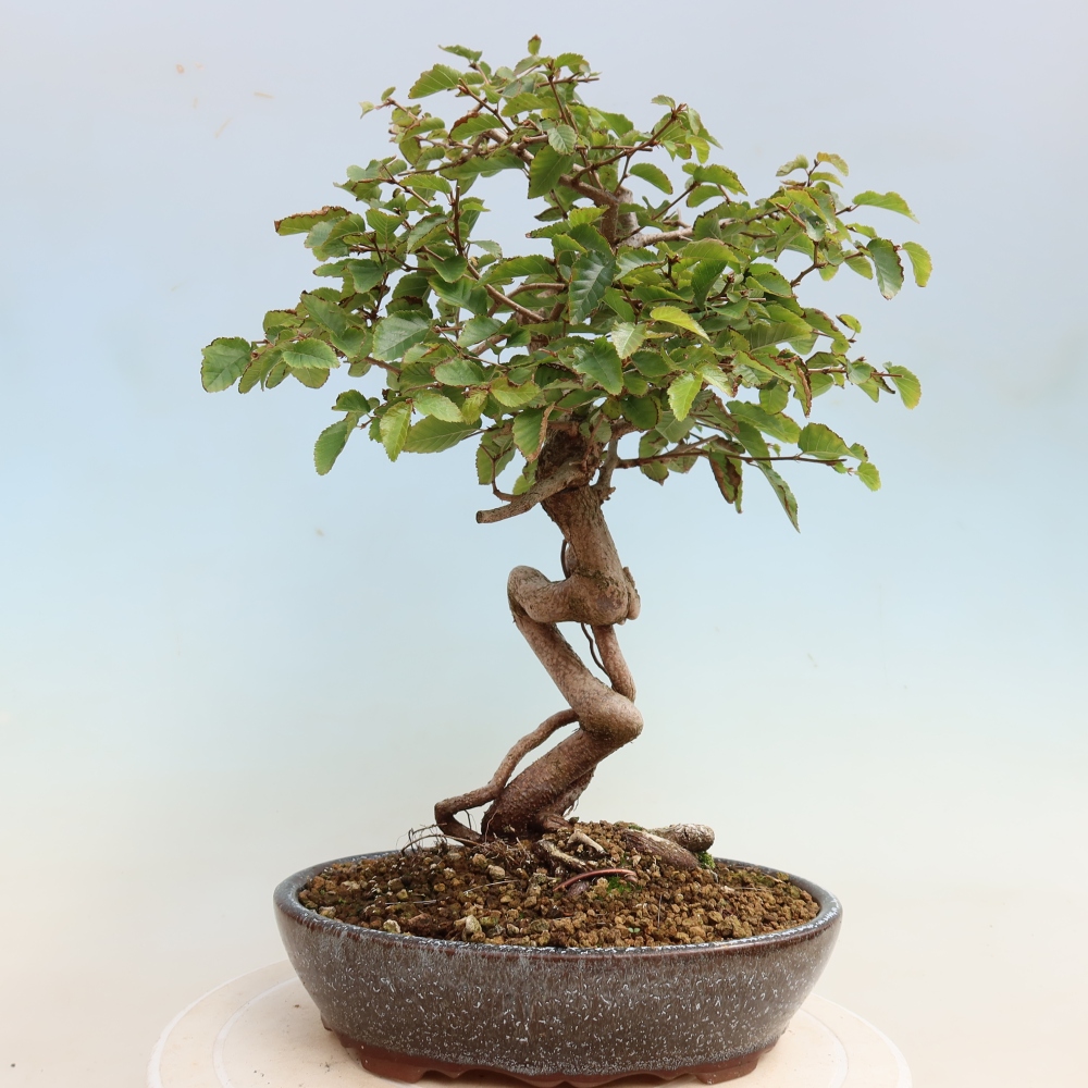 Outdoor bonsai -Carpinus CARPINOIDES - Korean Hornbeam