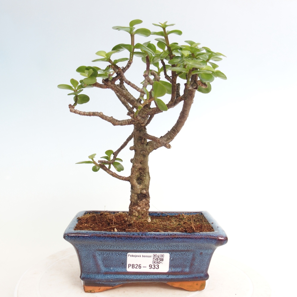 Room bonsai - Portulakaria Afra - Tlustice