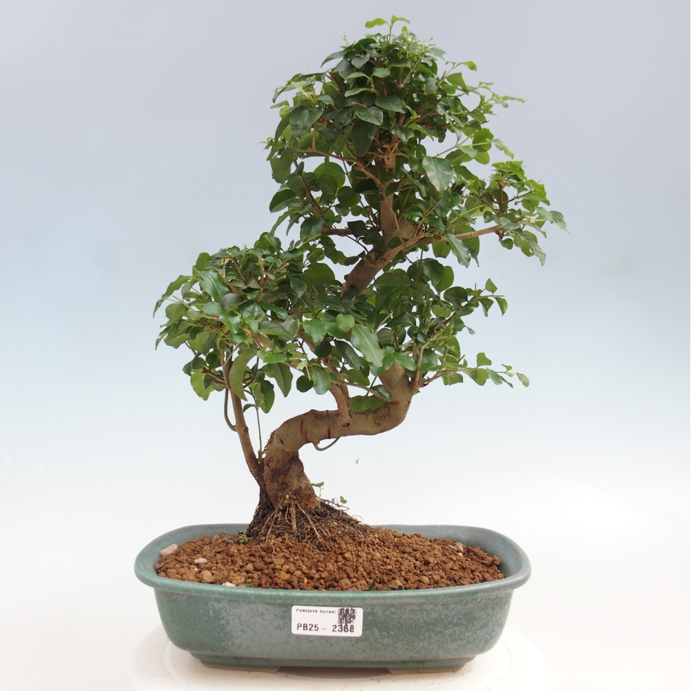 Room bonsai -Ligustrum chinensis - privet