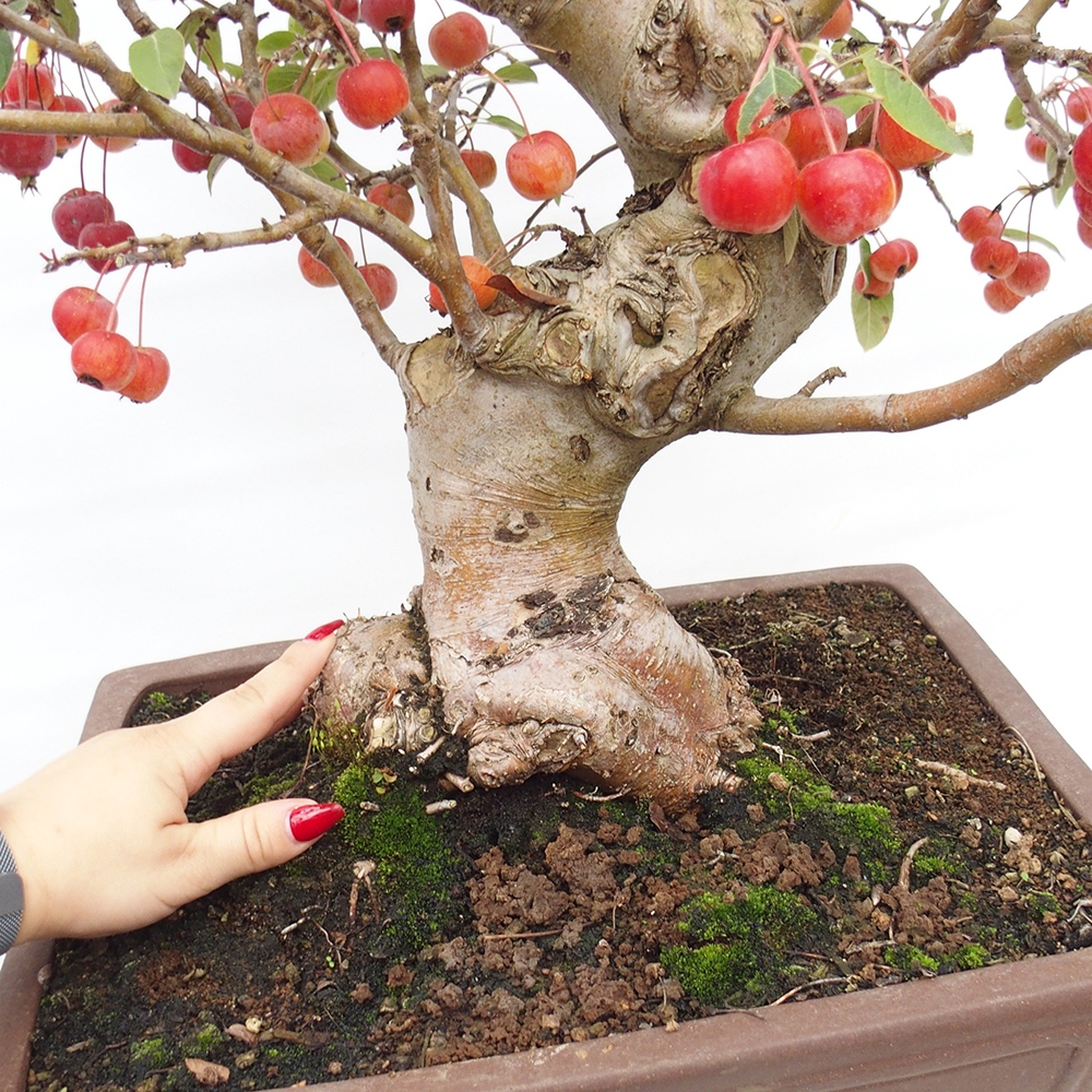 Outdoor bonsai - Malus halliana - Small-fruited apple tree