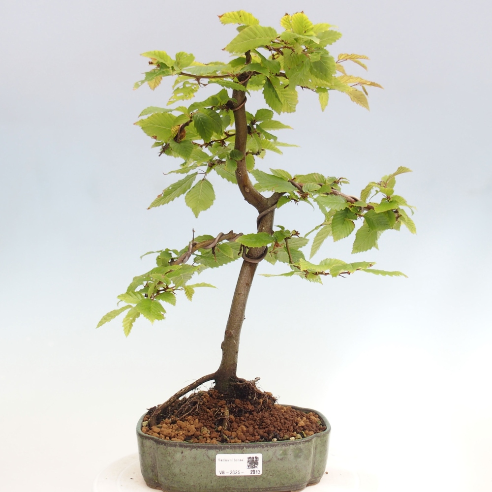 Outdoor bonsai - Hornbeam - Carpinus betulus