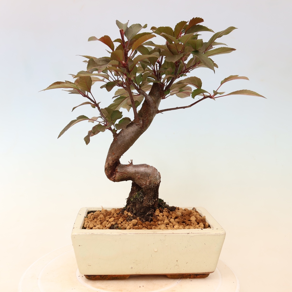 Outdoor bonsai -Malus domestica - Small-fruited red-leaved apple tree