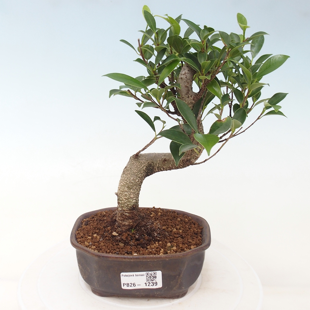 Room bonsai - Ficus retusa - small-leaved ficus
