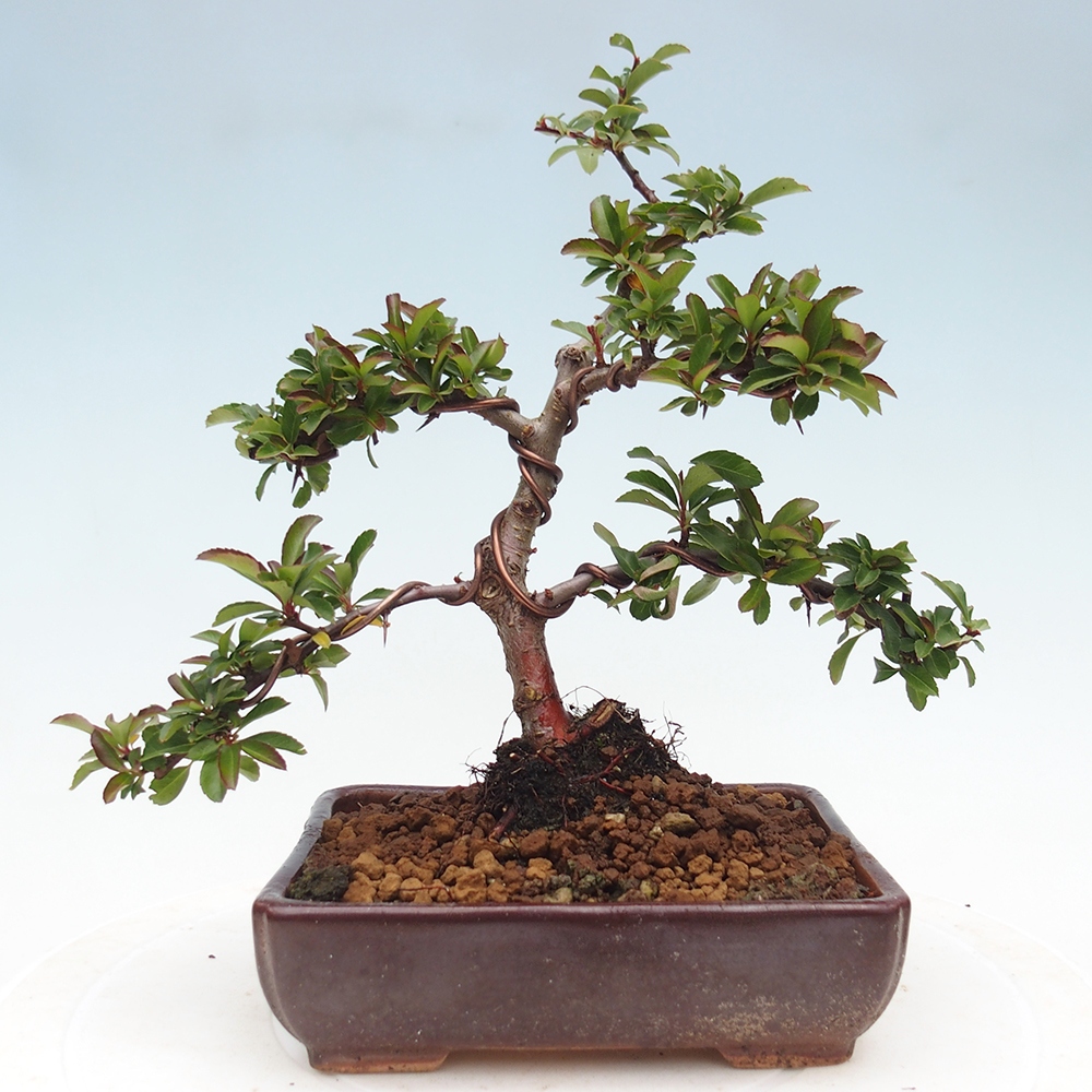 Outdoor bonsai-Pyracantha Teton -Hlox