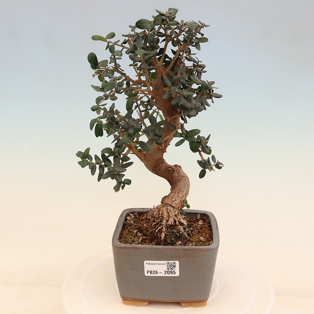 Indoor bonsai - Olea europaea sylvestris